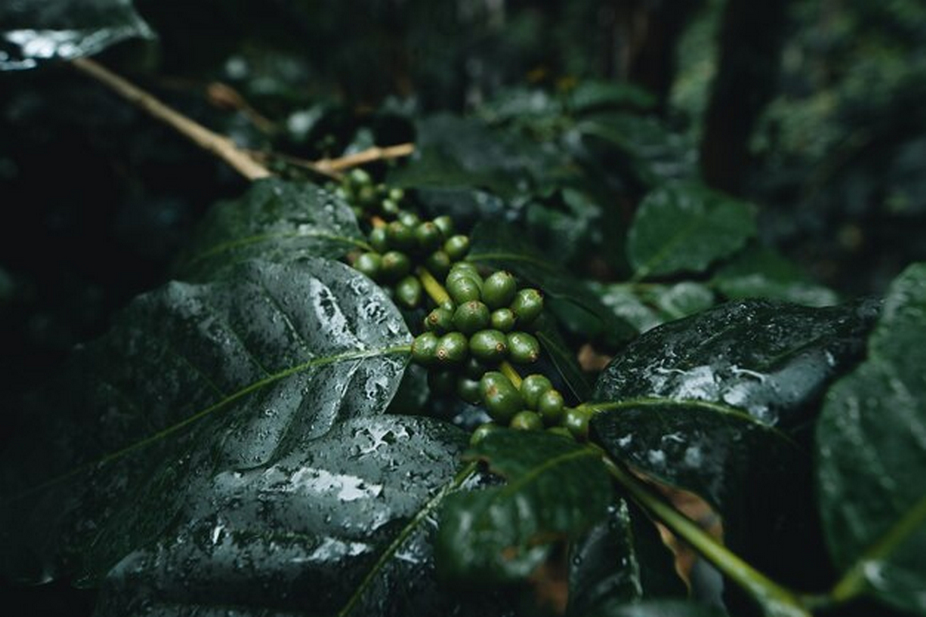 Damp Coffee Plant