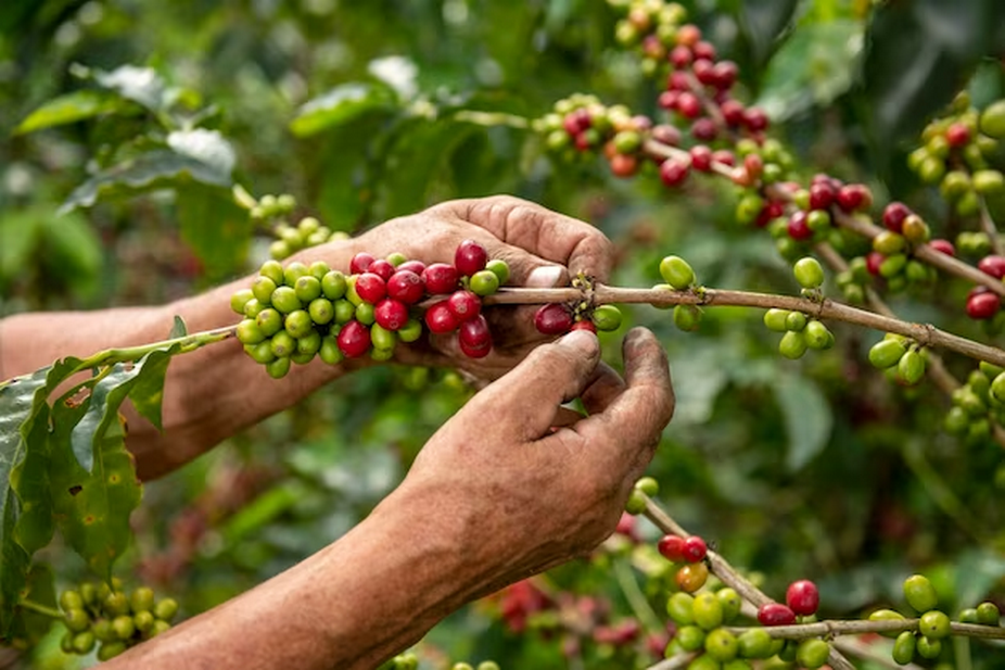 Harvesting Coffee Beans with Hands
